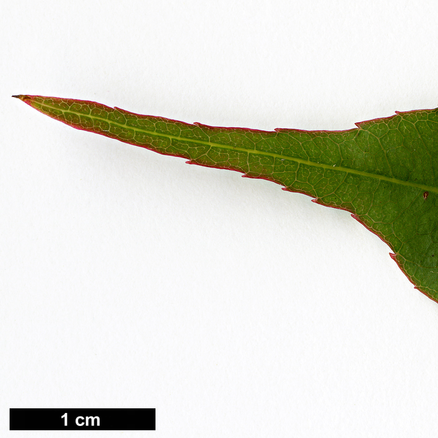 High resolution image: Family: Sapindaceae - Genus: Acer - Taxon: laevigatum - SpeciesSub: var. salweenense